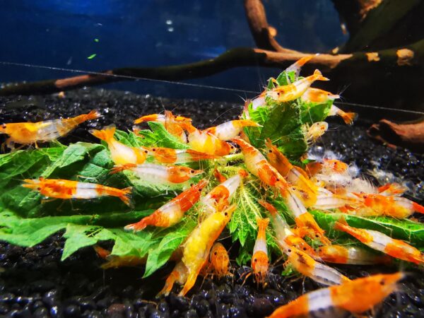 ORANGE  RILI - 1.5-2.0 CM